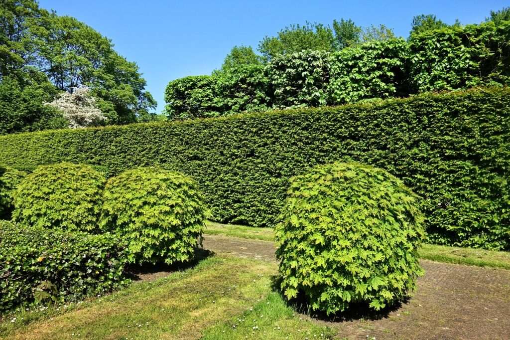 shorn hedge 3392367 1280 1024x682 - Pflanzenpflege im städtischen Raum: So gestalten Kommunen grüne Oasen